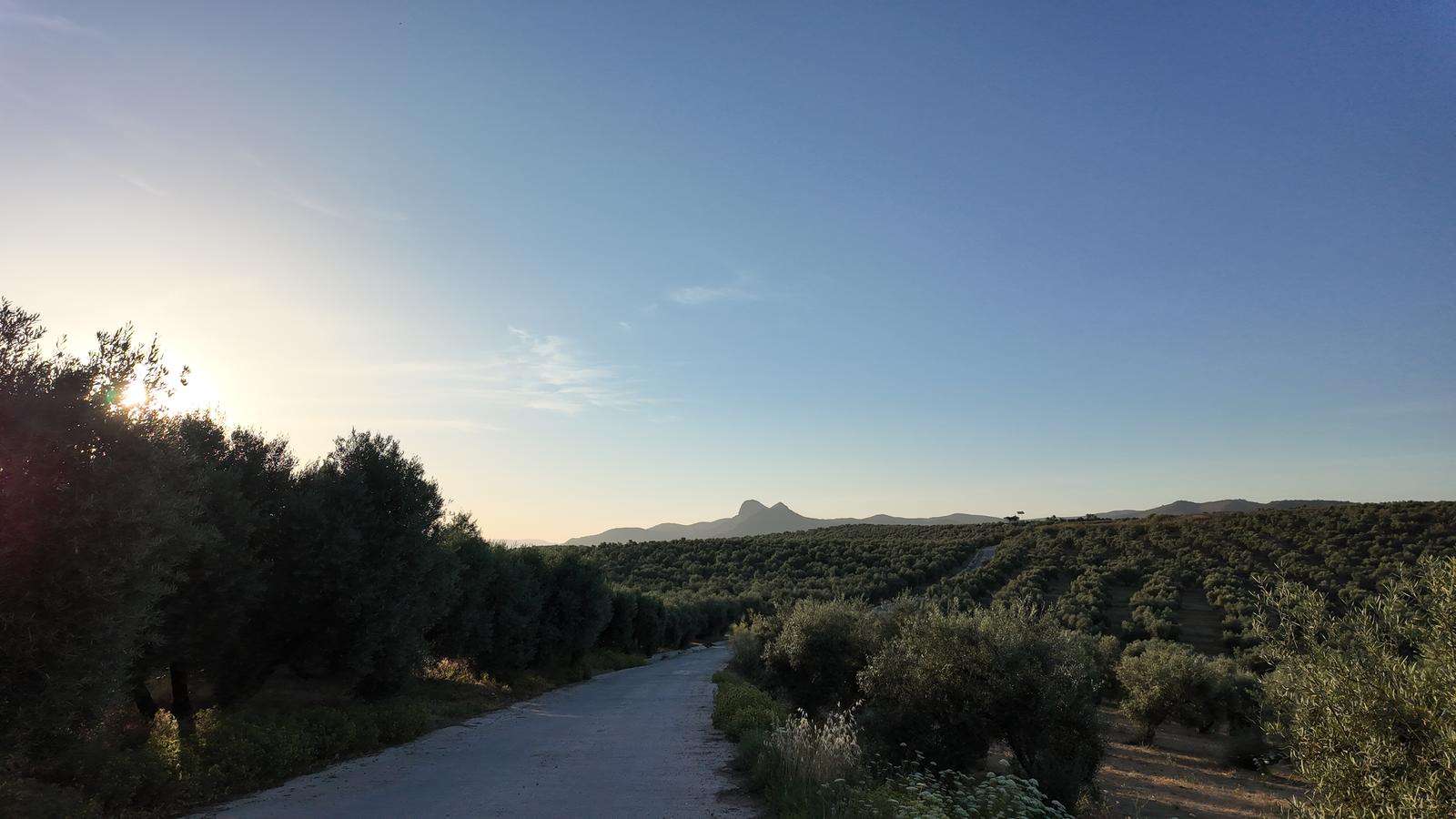 Sendero de los Matuteros - Encinas Reales