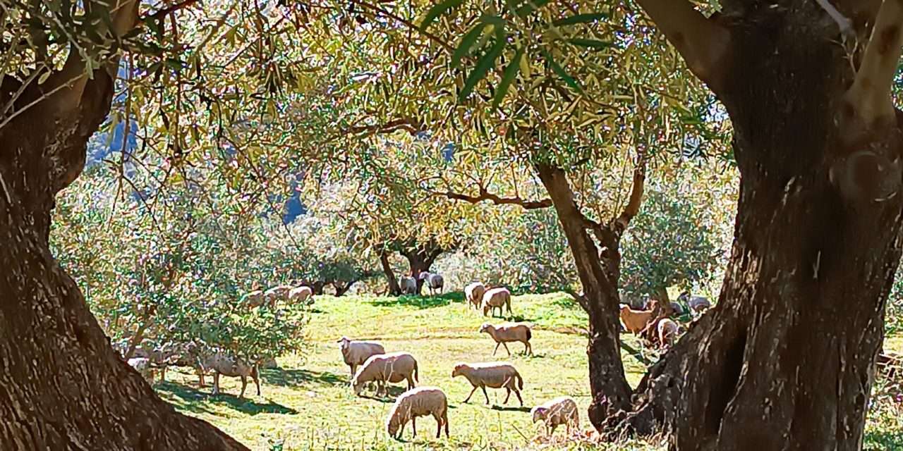 FINCA REGENERATIVA EL VALLE DEL CONDE DE LUQUE