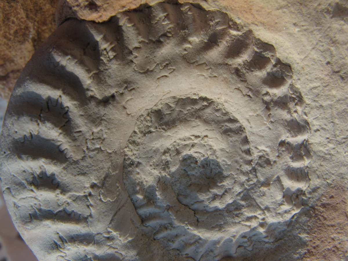 Los Ammonites